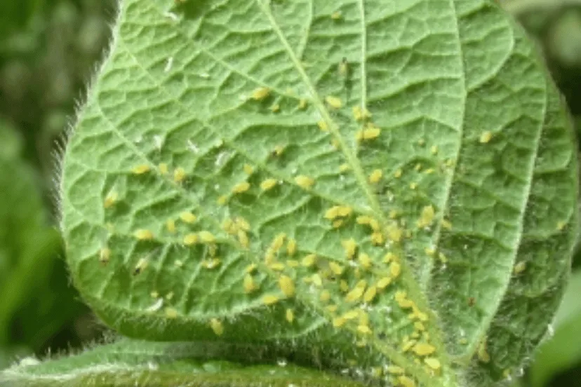 Hydroponic Gardening: Battling Pests and Diseases display as close-up of a green leaf showing signs of pest infestation with clusters of yellow aphids.
