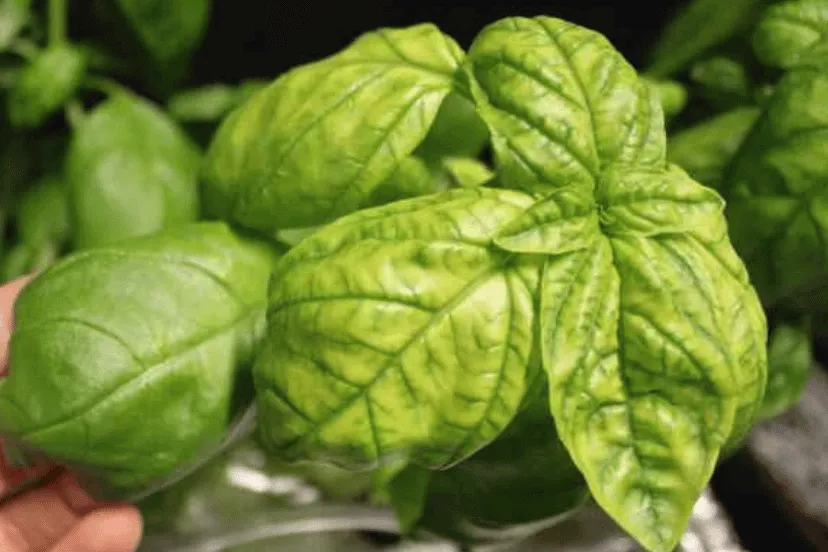 Close-up green basil leaves showing the beginning of yellowing of leaves indicating iron deficiency.