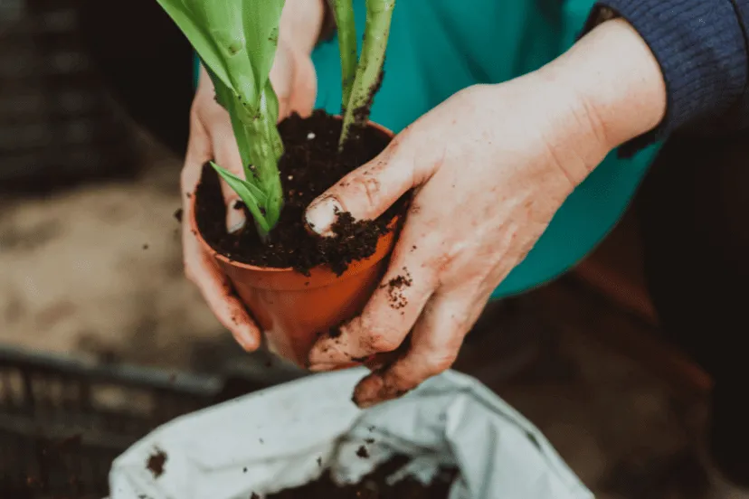 Repotting houseplants in winter: A person repotting a houseplant into a new container, with rich soil held in their hands, during winter, indicating seasonal plant care.