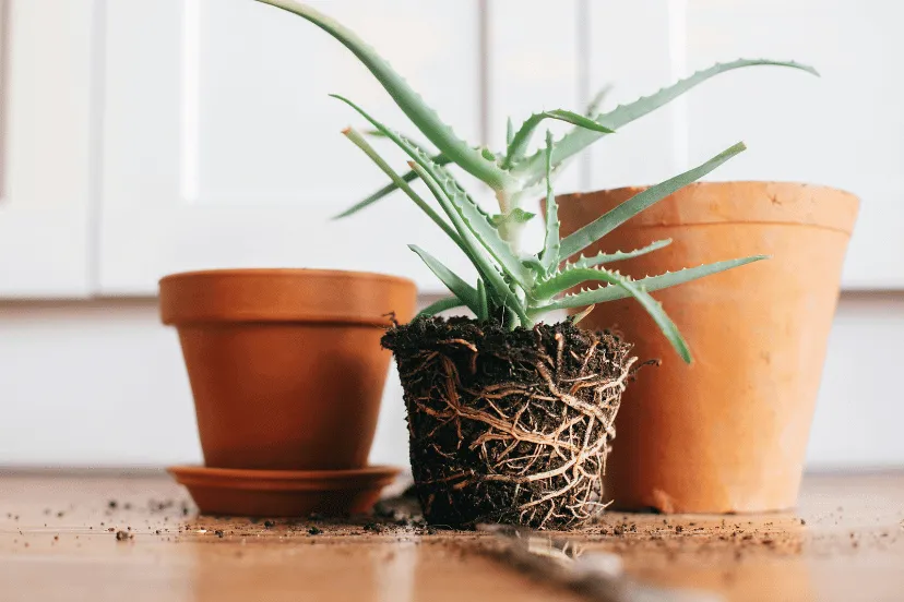 An aloe plant with exposed roots ready for repotting into a new terracotta pot, demonstrating winter plant care at home.
