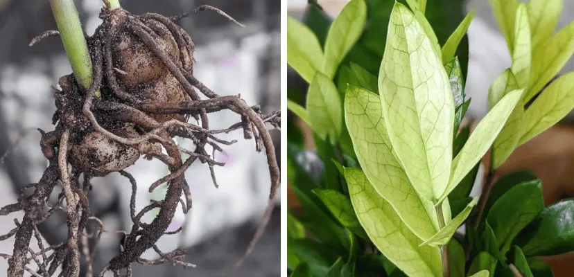 Side-by-side images showing the Chameleon ZZ plant propagation methods: on the left, the exposed tuberous rhizomes of a ZZ plant's root system, and on the right, the vibrant green and yellow variegated leaves of the Chameleon ZZ plant, highlighting the full cycle from root to foliage.
