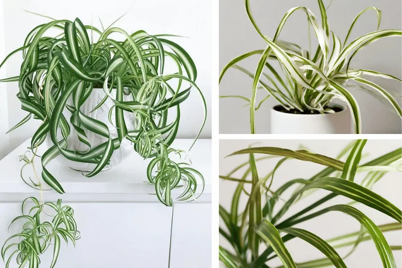 Collage of Curly Spider Plants showing various growth stages and conditions.