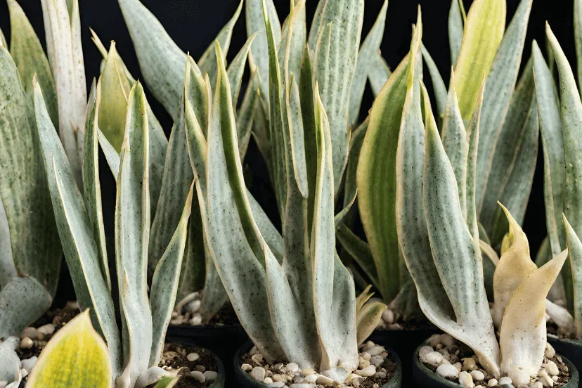 Close-up of Sansevieria Cylindrica, also known as the cylindrical snake plant, showing healthy green leaves with a hint of yellow, planted in small pots with pebble mulch, ideal for use as a reference for plant health and care.